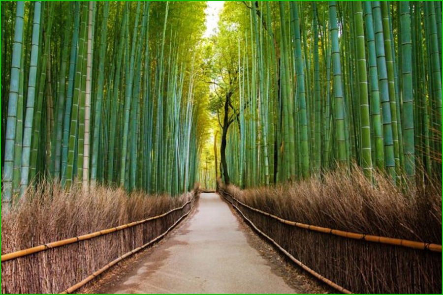 Arashiyama, Bosque de bambú de Arashiyama, Bamboo Forest, Arashiyama Bamboo Grove, Sagano Bamboo Forest, lugares más bellos de Japón
